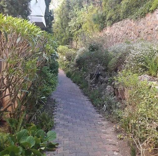 Sylphides Mg * אנטיב